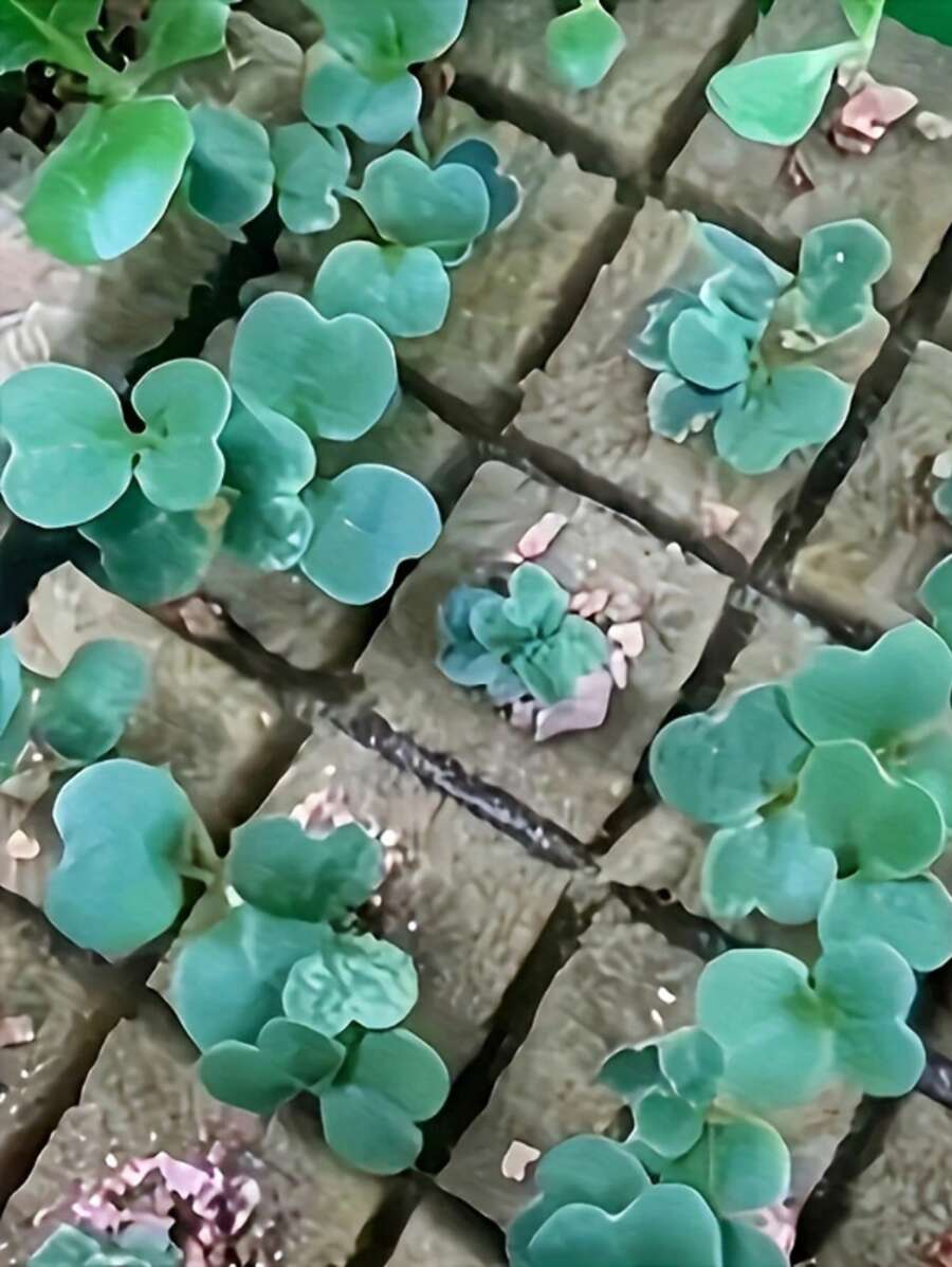 bloques de cultivo de plántulas transpirables