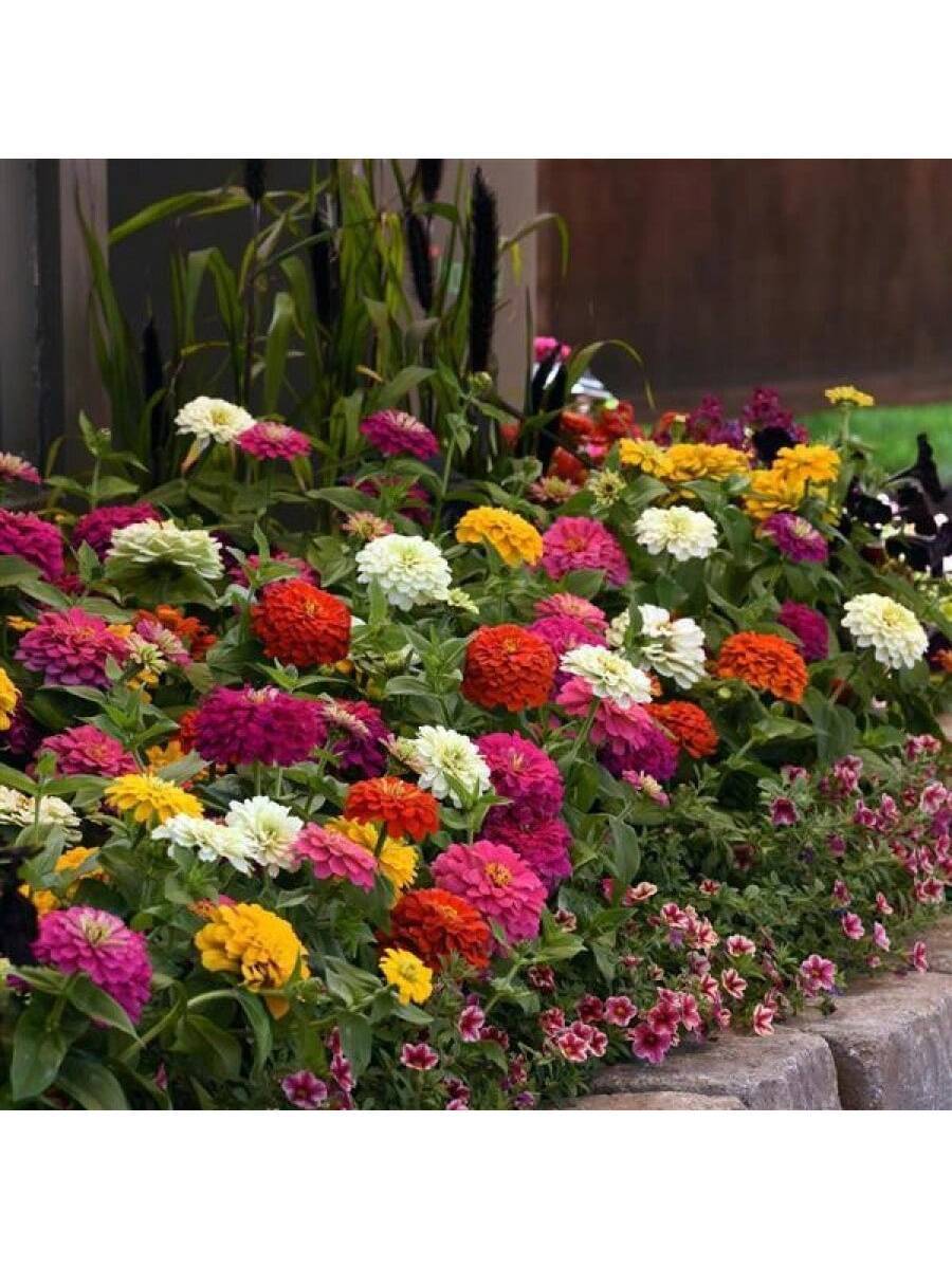 Semillas de zinnia minis colores mixtos paquete 10 piezas