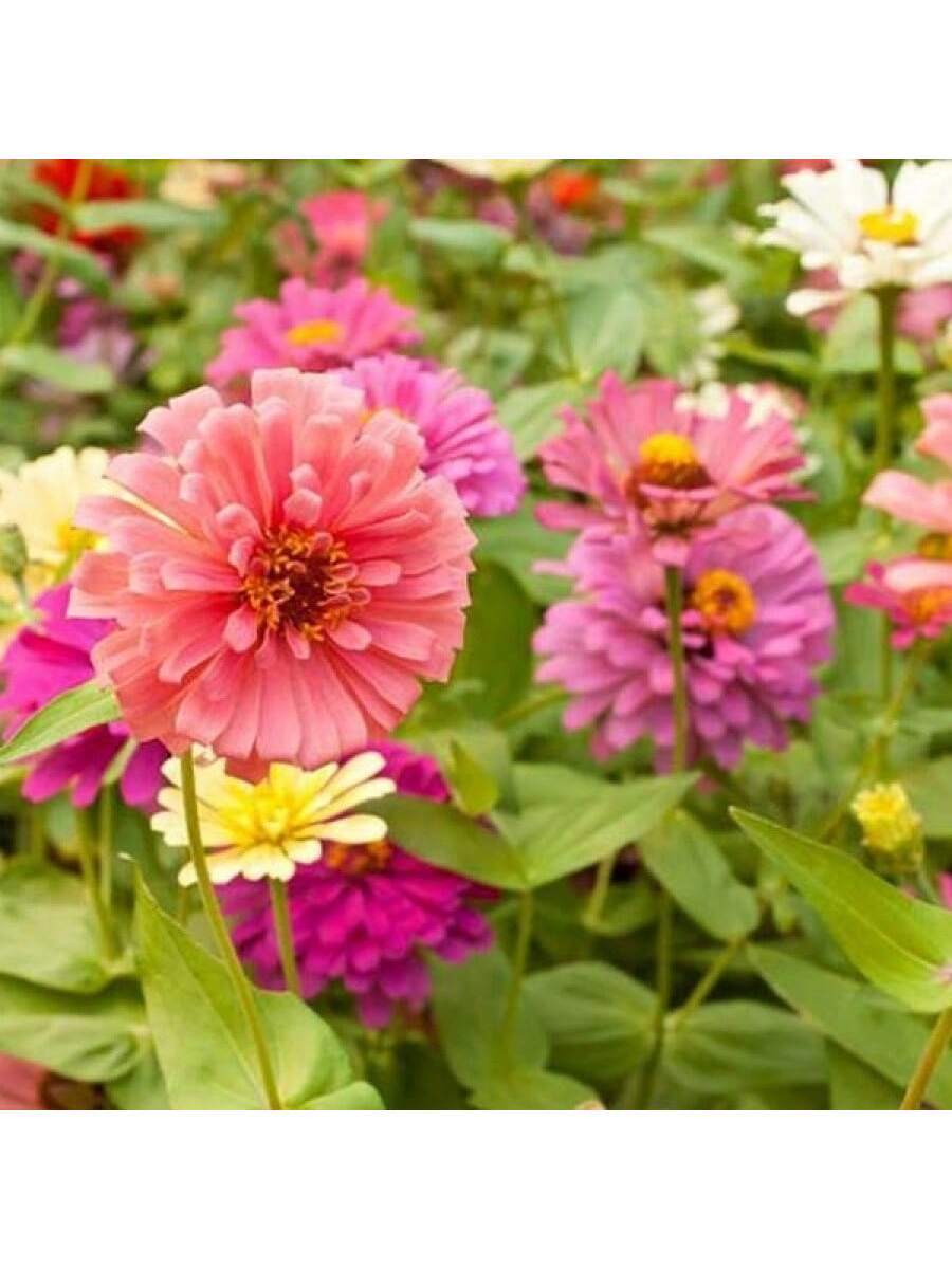 Semillas de zinnia minis colores mixtos paquete 10 piezas