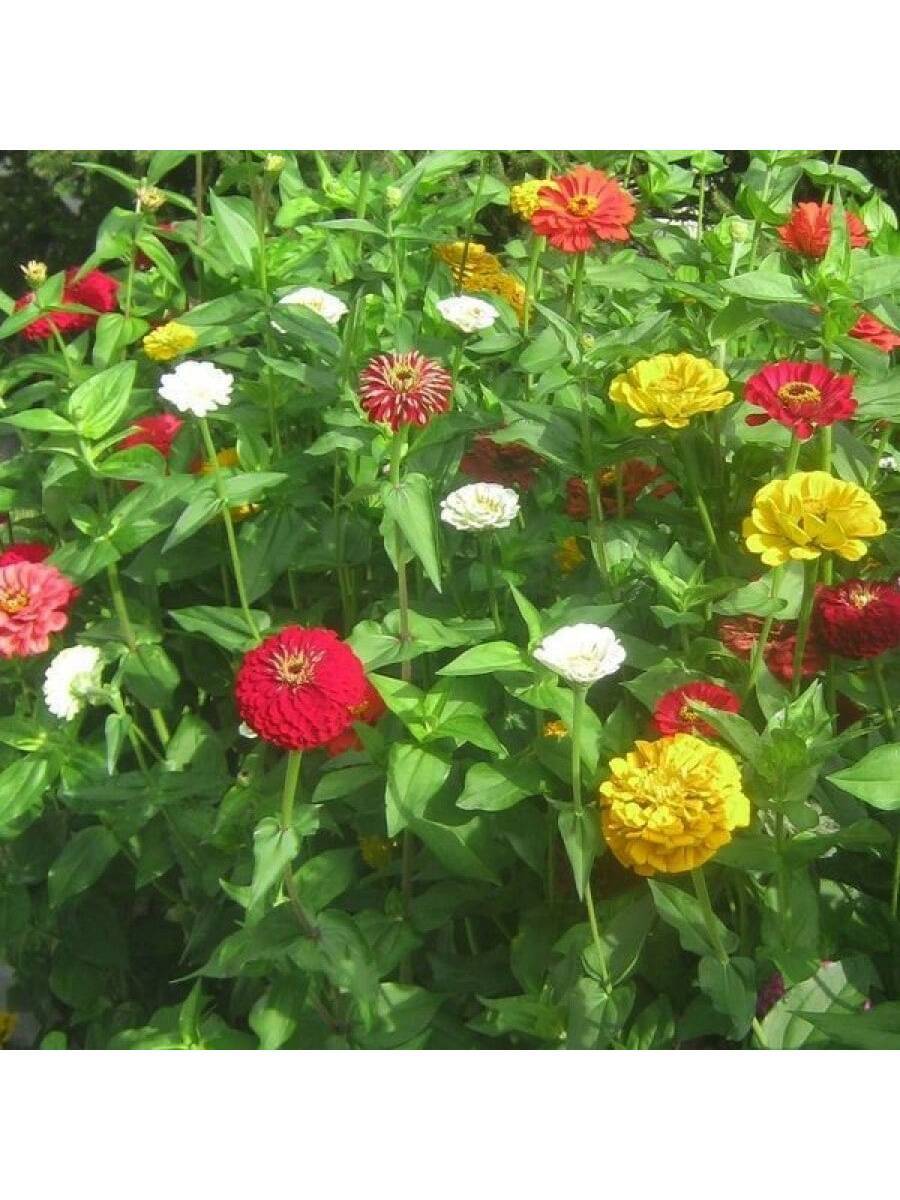Semillas de zinnia minis colores mixtos paquete 10 piezas
