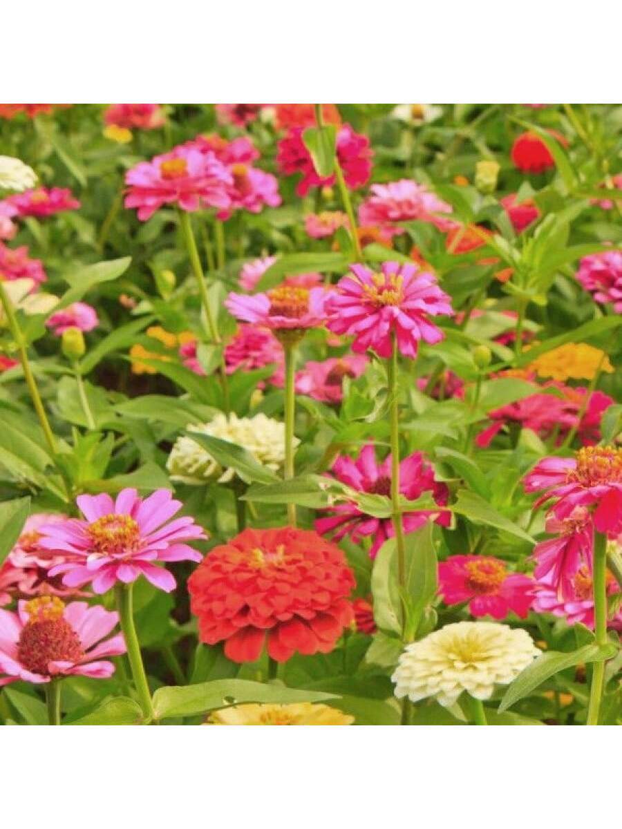 Semillas de zinnia minis colores mixtos paquete 10 piezas