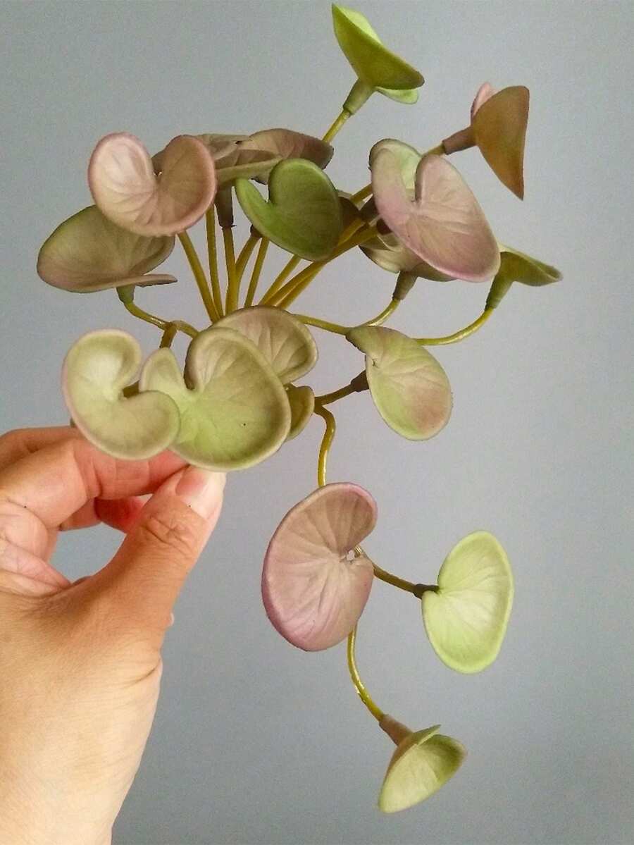 planta suculenta falsa para paisaje tropical