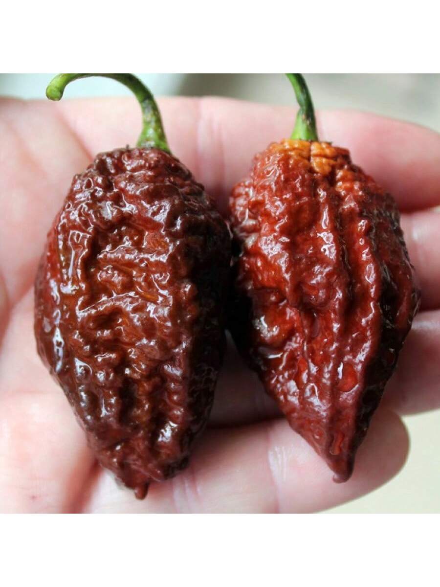10 piezas semillas de pimiento extra picante