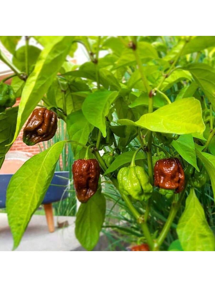 10 piezas semillas de pimiento extra picante