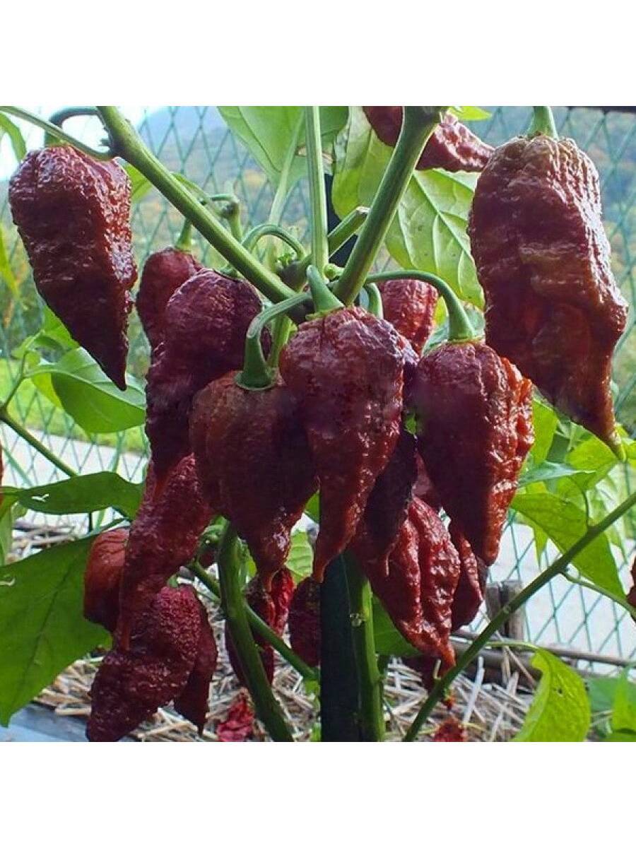 10 piezas semillas de pimiento extra picante