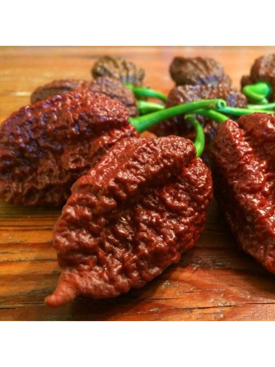 10 piezas semillas de pimiento extra picante