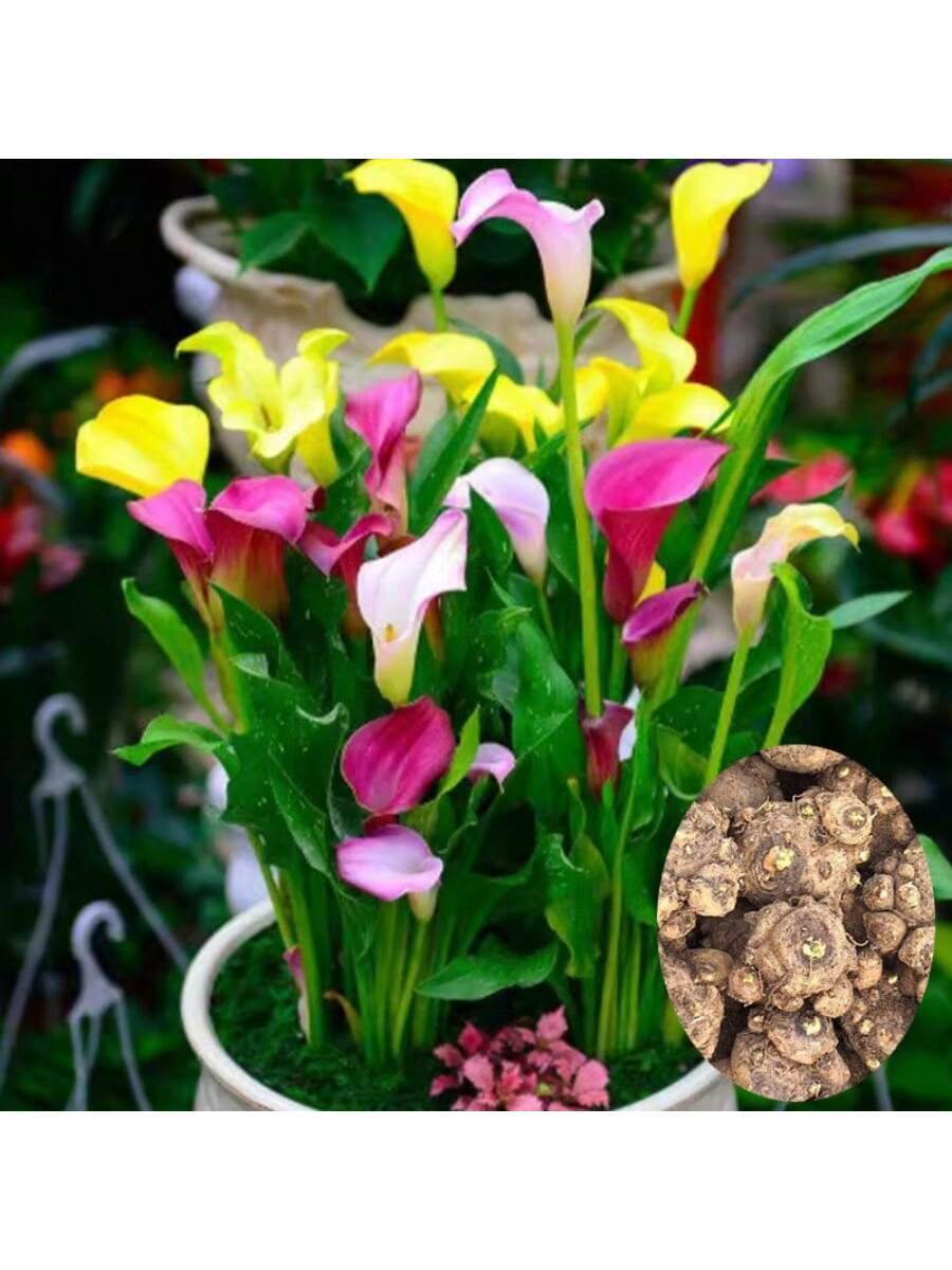 150 plantas de cala coloridas