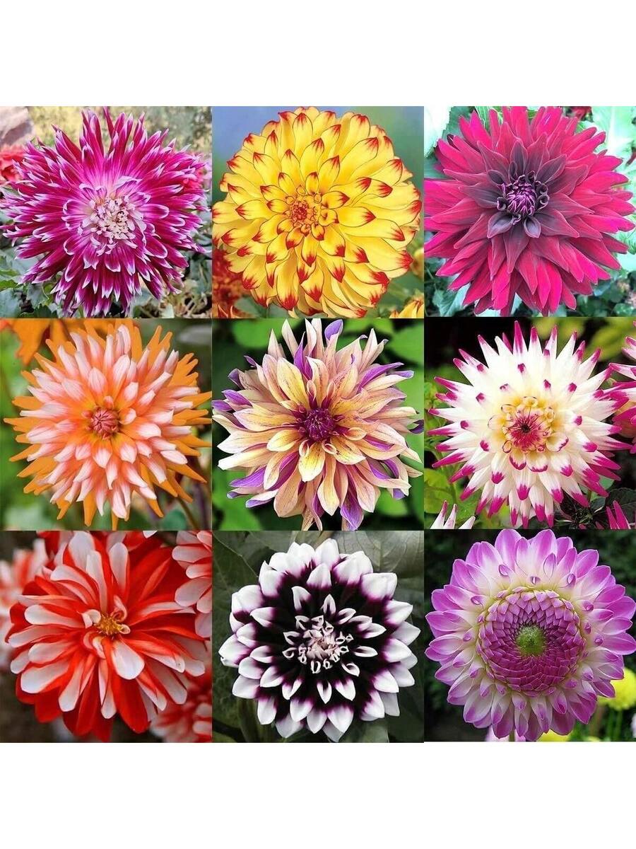 190 piezas de semillas de flores grandes mixtas raras