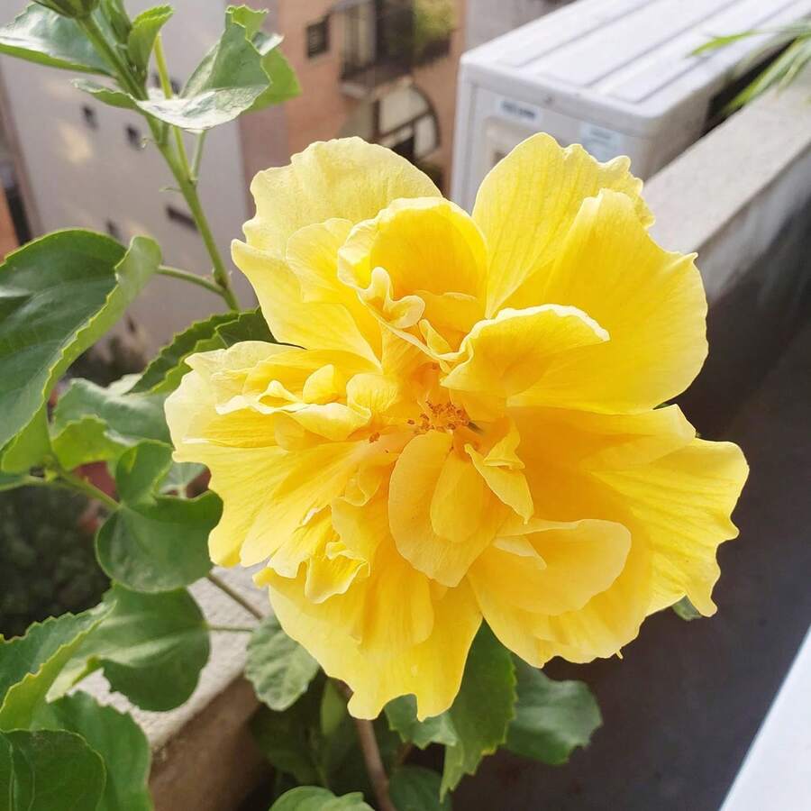 Semillas de flor de hibisco