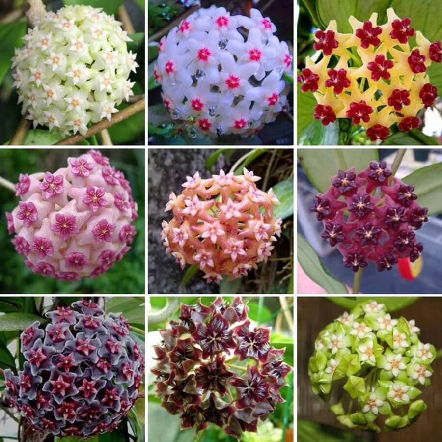 300+ Semillas de Hoya Carnosa Mixtas