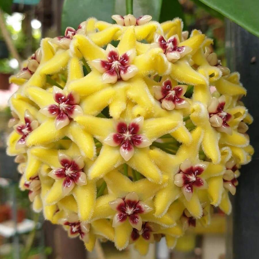 300+ Semillas de Hoya Carnosa Mixtas