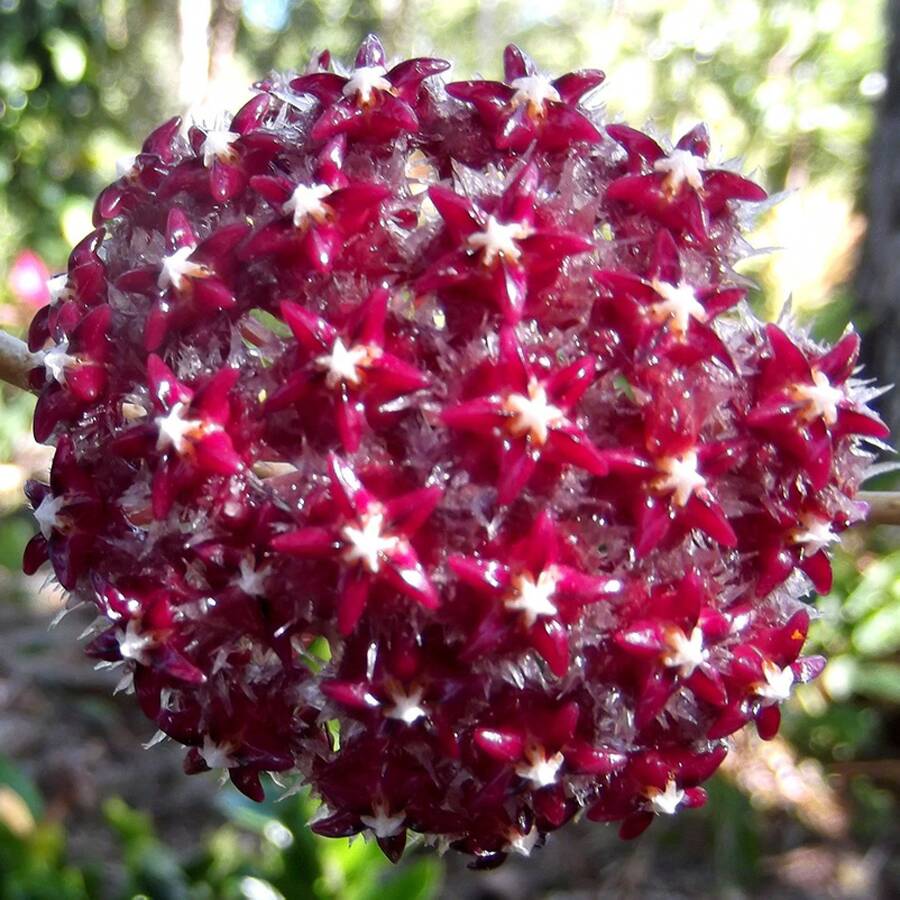 300+ Semillas de Hoya Carnosa Mixtas