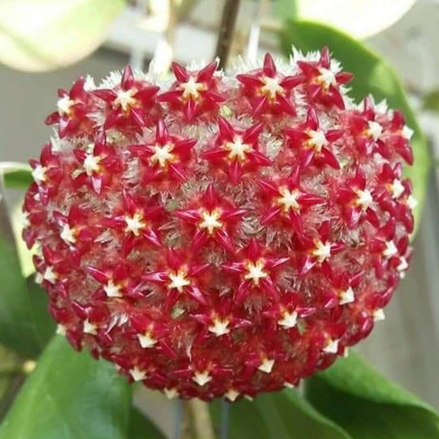 300+ Semillas de Hoya Carnosa Mixtas