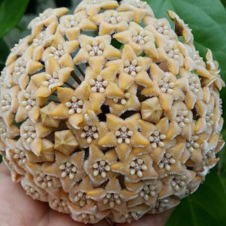 300+ Semillas de Hoya Carnosa Mixtas