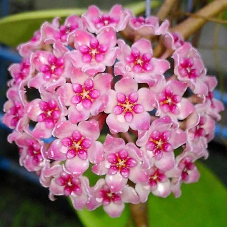 300+ Semillas de Hoya Carnosa Mixtas