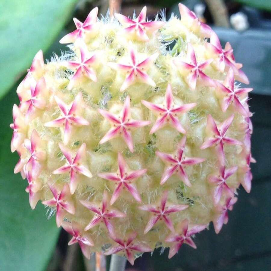 300+ Semillas de Hoya Carnosa Mixtas