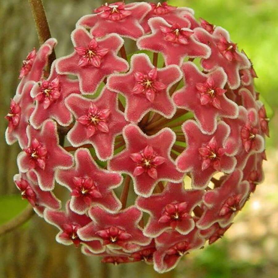 300+ Semillas de Hoya Carnosa Mixtas