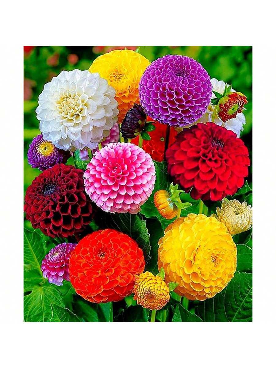 190 piezas de semillas de flores grandes mixtas raras