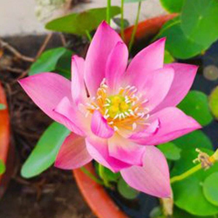 23 piezas de Semillas de flor de loto Bowi Lirio