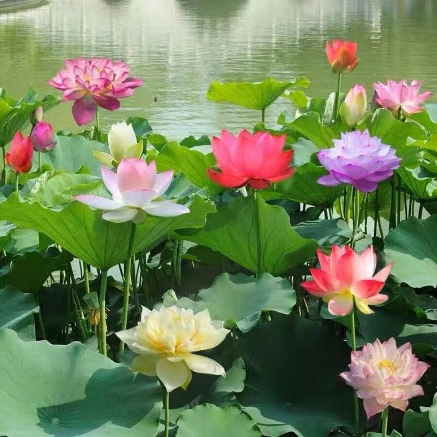 23 piezas de Semillas de flor de loto Bowi Lirio