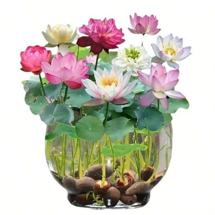 23 piezas de Semillas de flor de loto Bowi Lirio