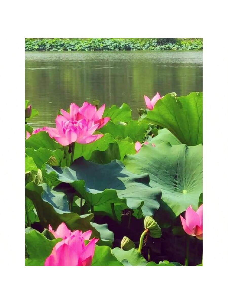 23 piezas de Semillas de flor de loto Bowi Lirio