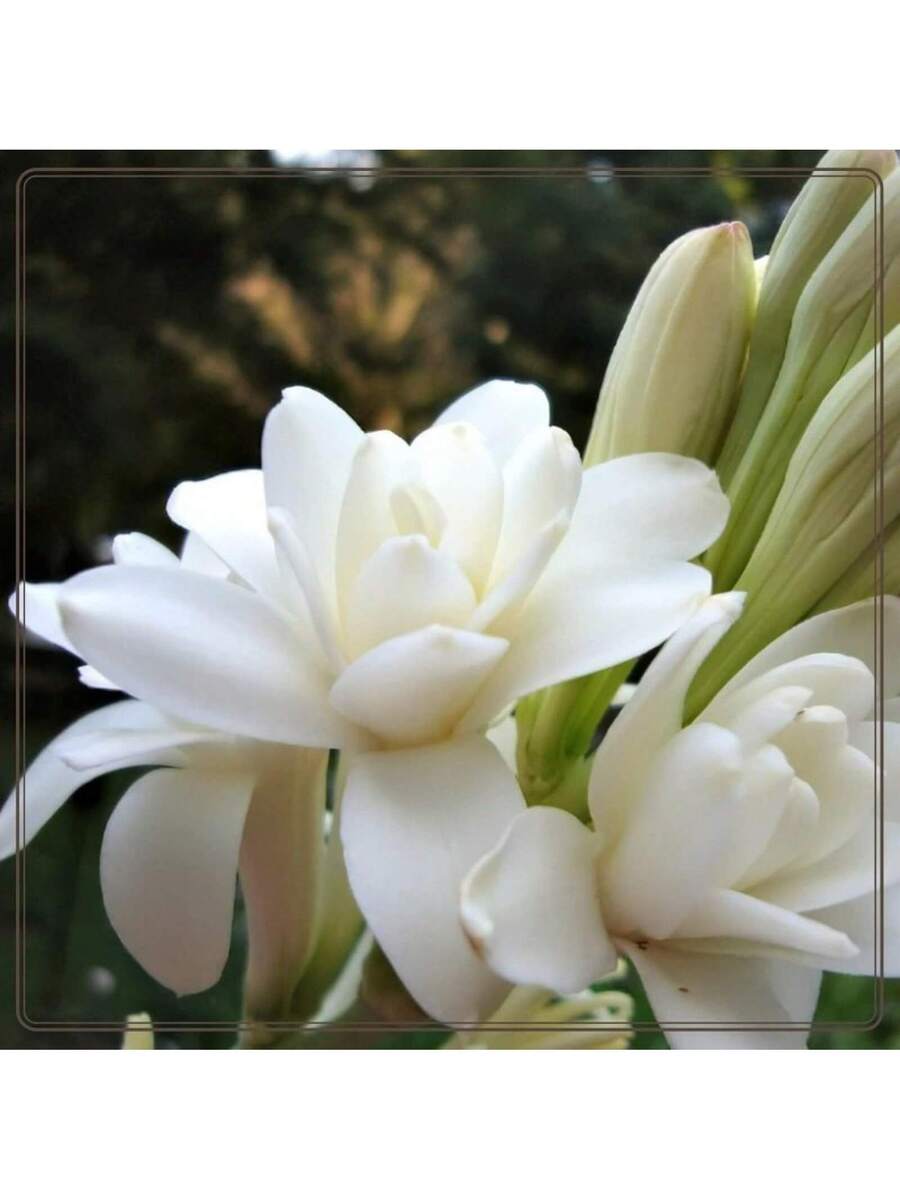 238 piezas de bulbos de flor de tuberosa blanca