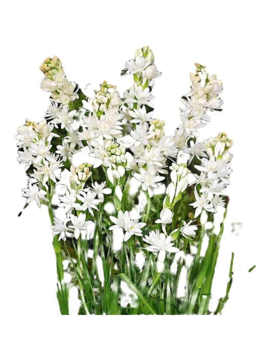 238 piezas de bulbos de flor de tuberosa blanca