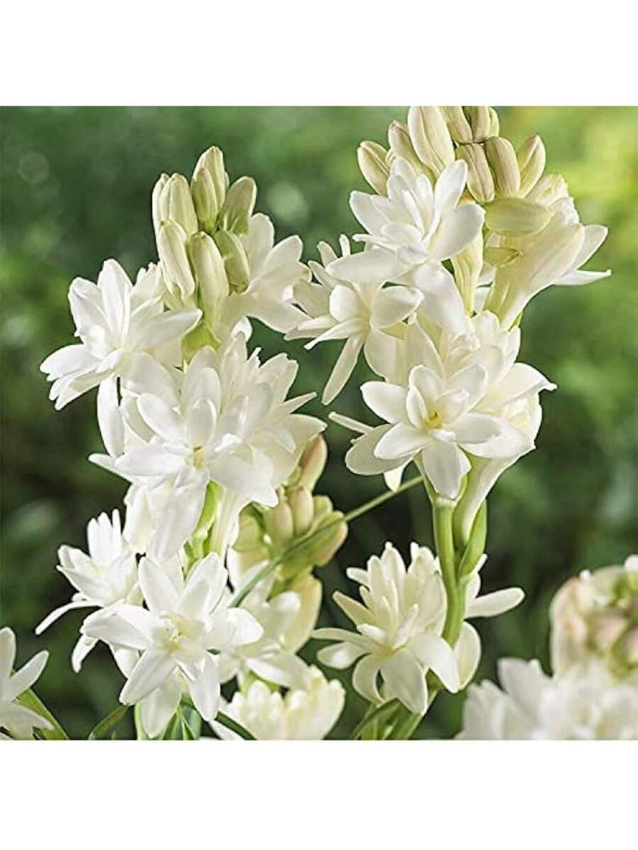 238 piezas de bulbos de flor de tuberosa blanca