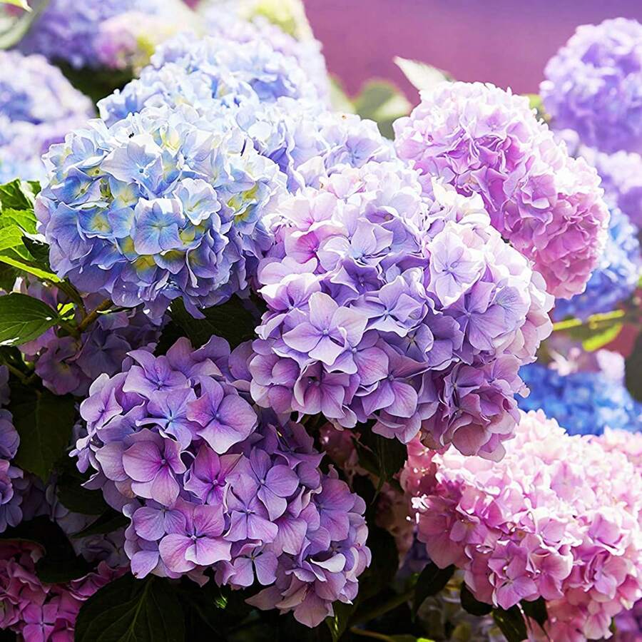 300 piezas bolsa semillas de hortensia neutral