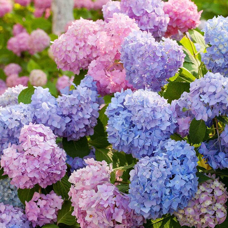 300 piezas bolsa semillas de hortensia neutral