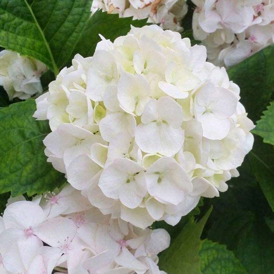 300 piezas bolsa semillas de hortensia neutral