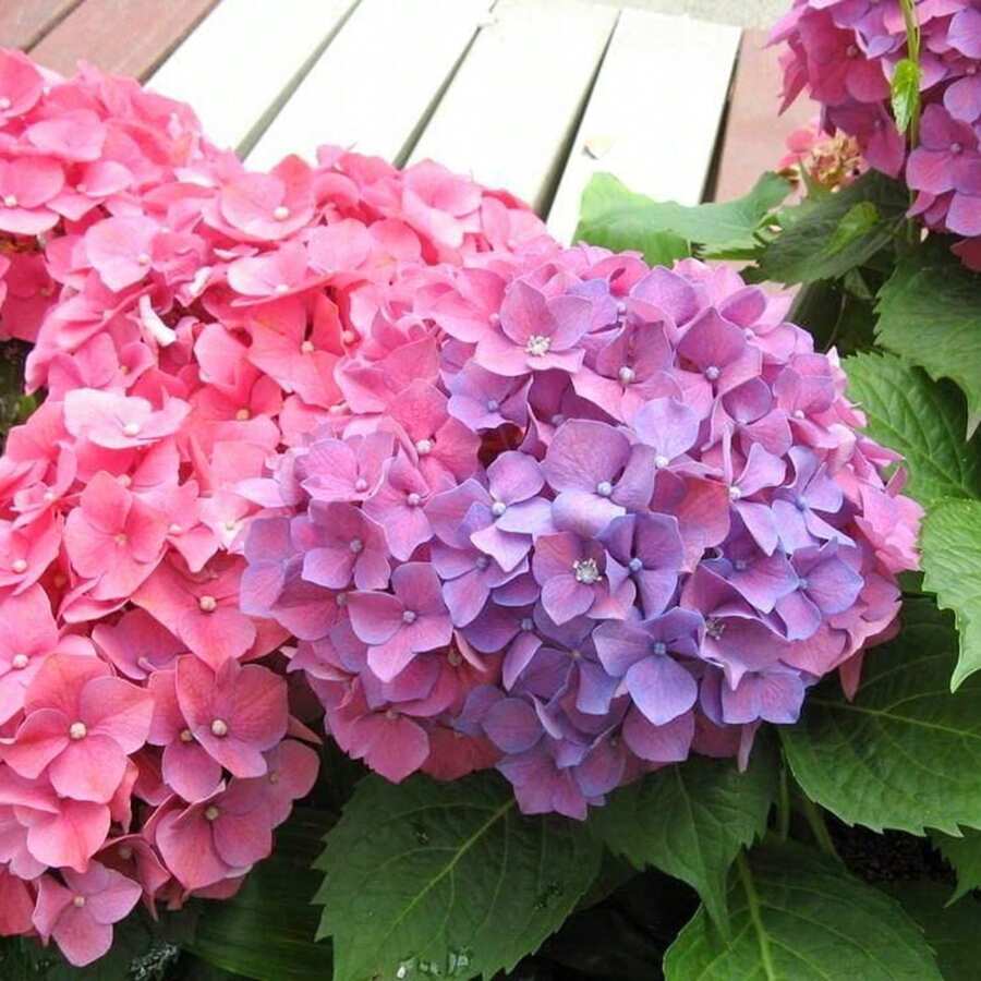 300 piezas bolsa semillas de hortensia neutral