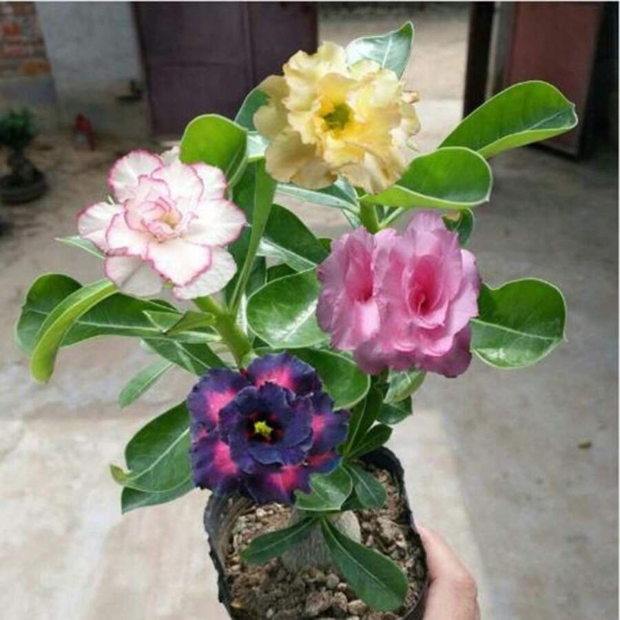 179 piezas de semillas de rosa del desierto