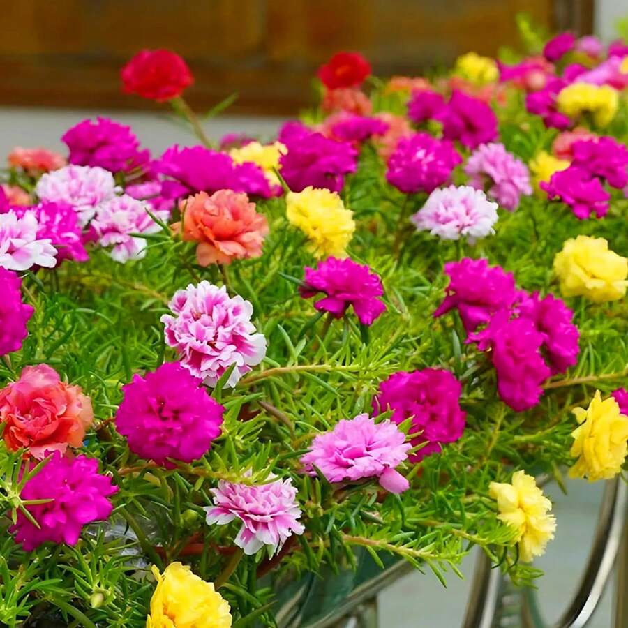 1000 semillas mixtas de rosa de musgo doble (Portulaca Grandiflora)