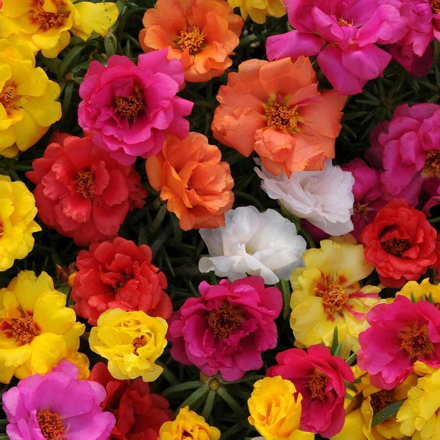 1000 semillas mixtas de rosa de musgo doble (Portulaca Grandiflora)