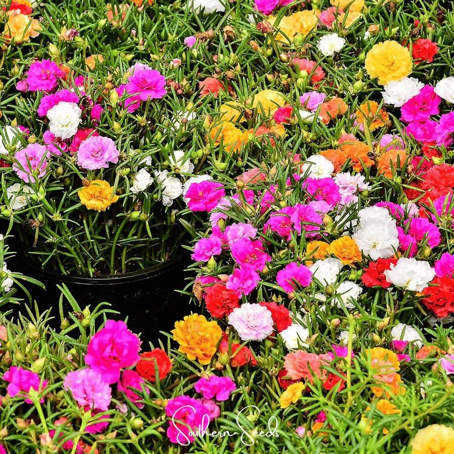 1000 semillas mixtas de rosa de musgo doble (Portulaca Grandiflora)