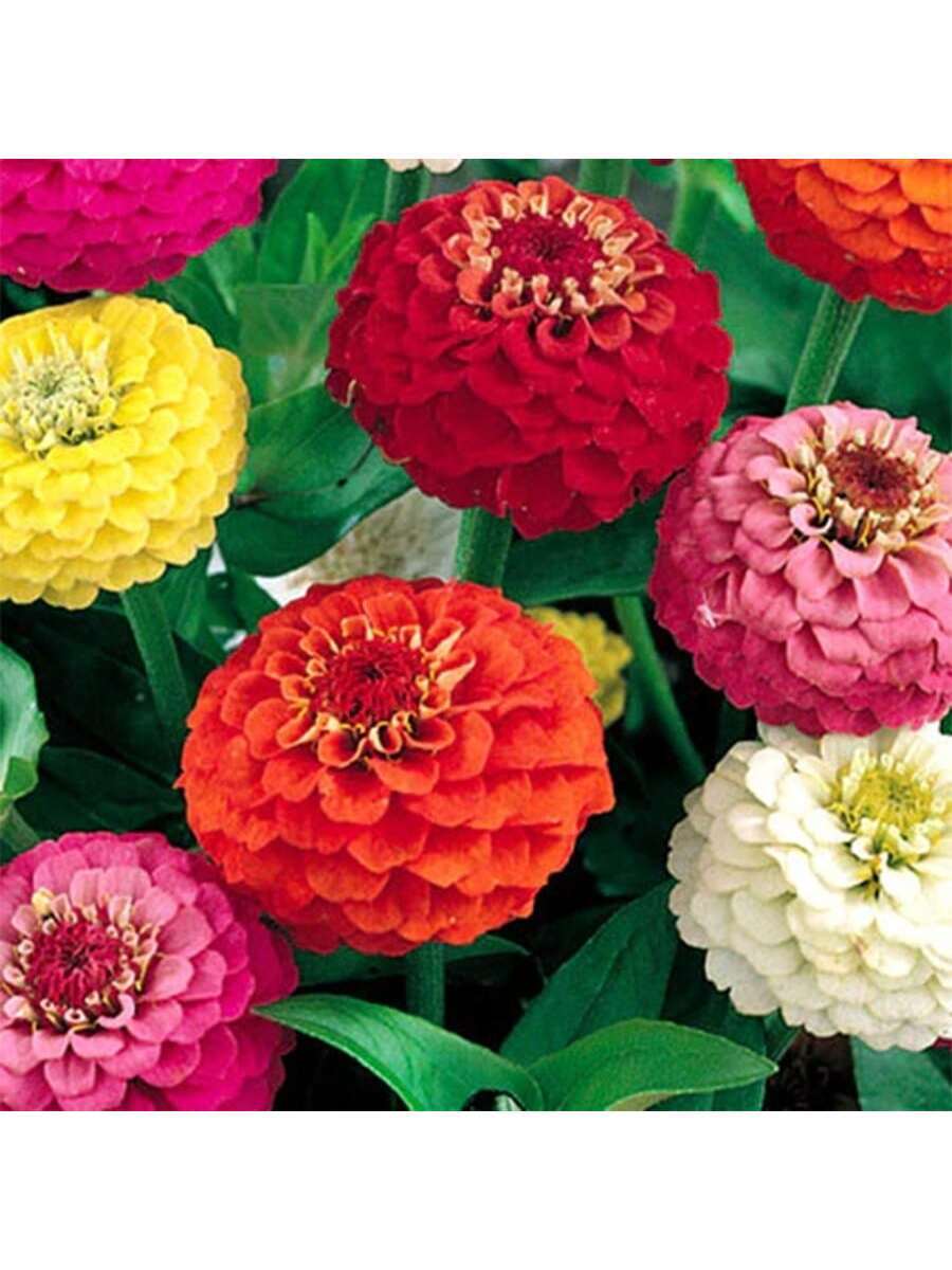1000PCS Mezcla Loca de Semillas de Zinnias Gigantes