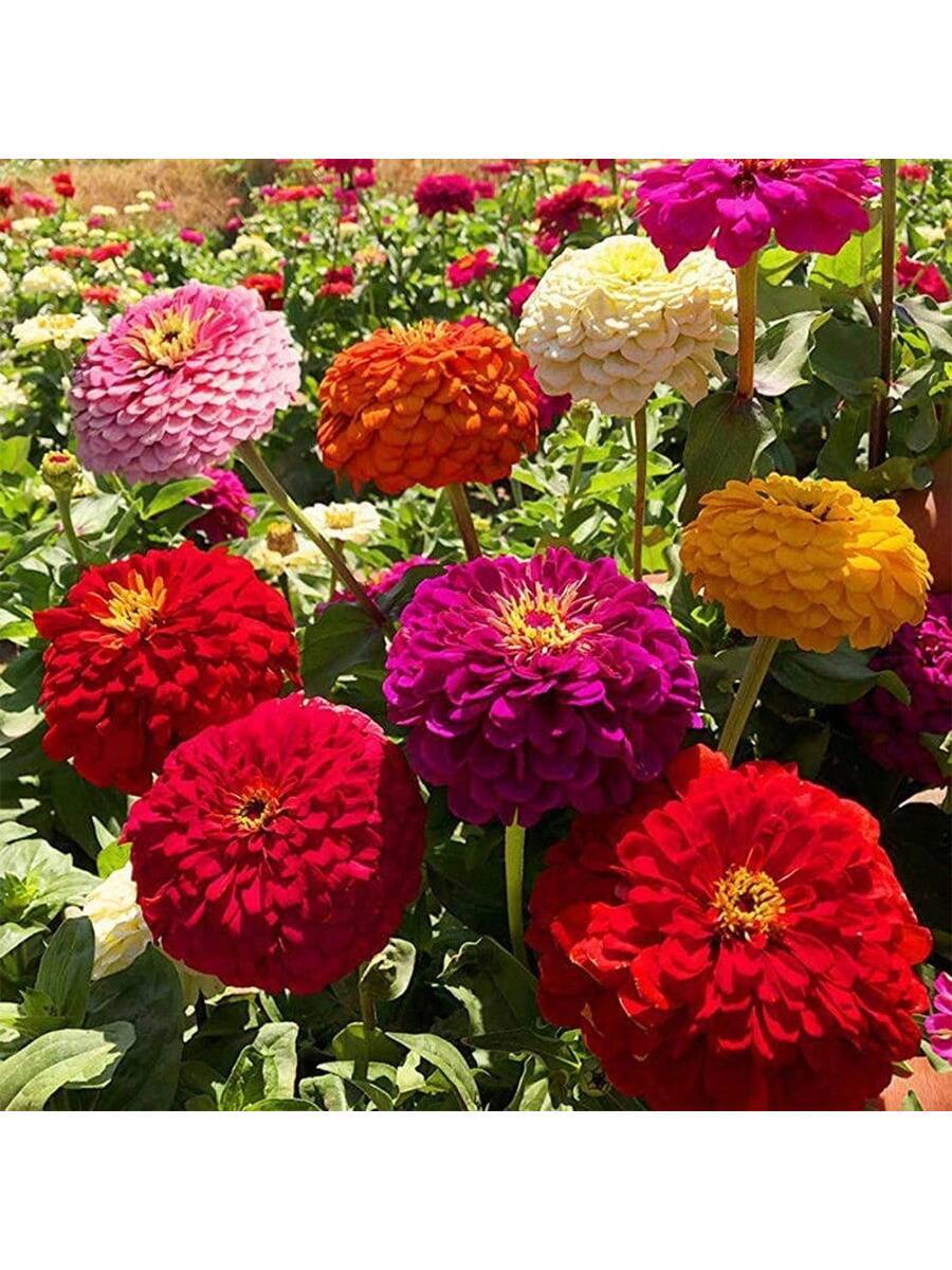1000PCS Mezcla Loca de Semillas de Zinnias Gigantes