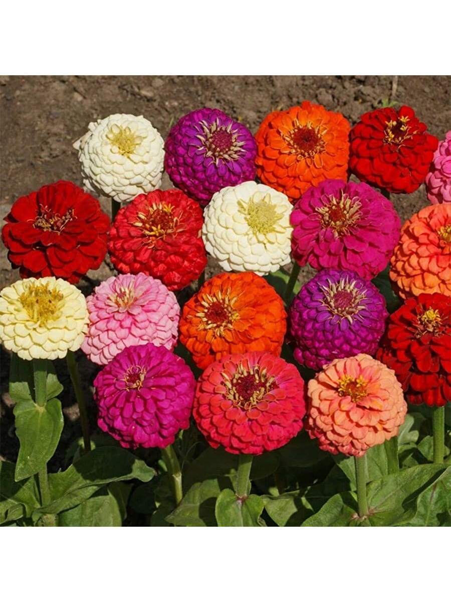 1000PCS Mezcla Loca de Semillas de Zinnias Gigantes