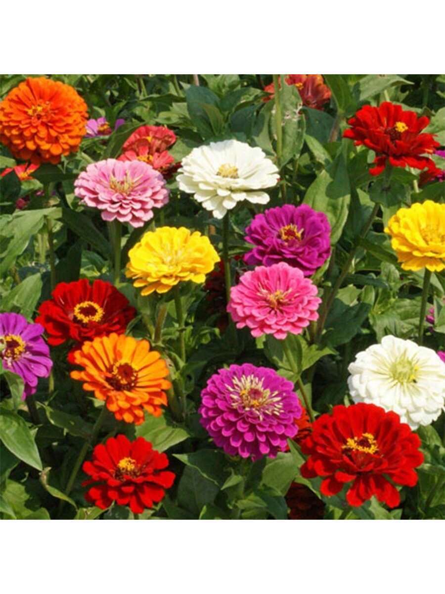 1000PCS Mezcla Loca de Semillas de Zinnias Gigantes