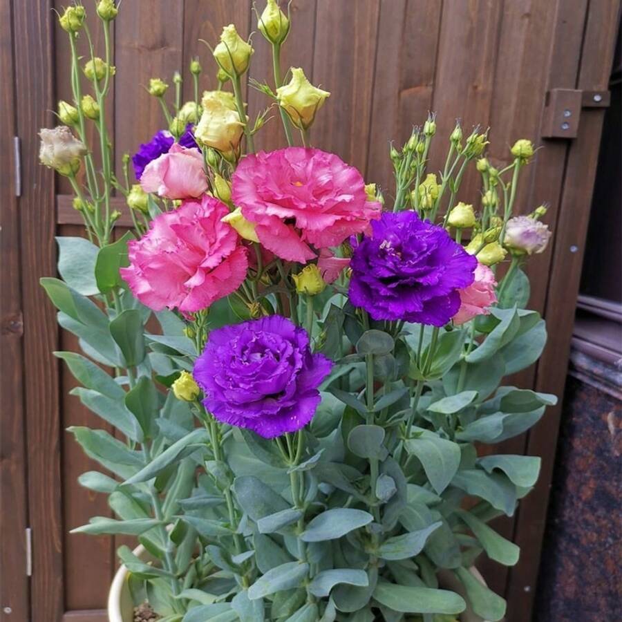 1000 piezas de semillas de lisianthus de colores mixtos