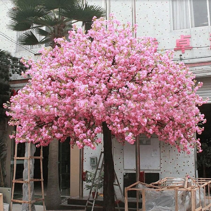 175 piezas de semillas de árbol de cerezo en flor japonés