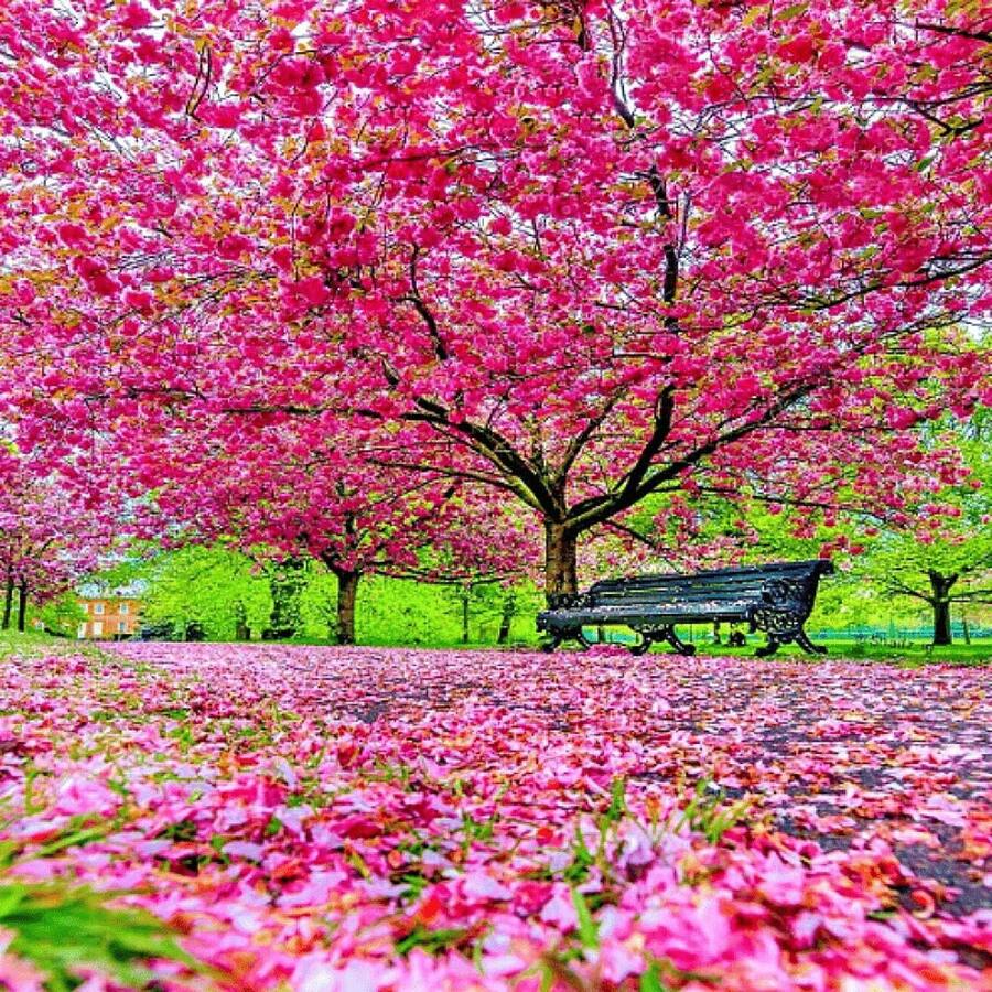 175 piezas de semillas de árbol de cerezo en flor japonés