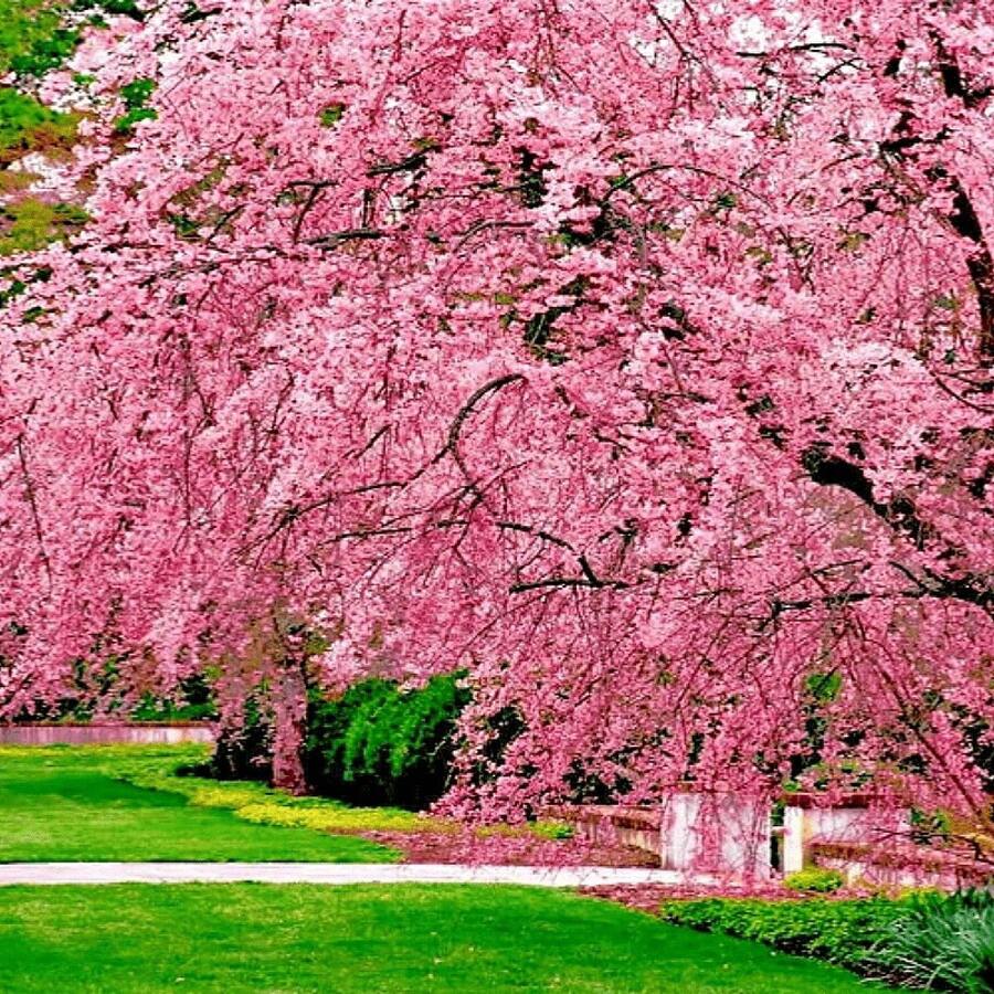 175 piezas de semillas de árbol de cerezo en flor japonés