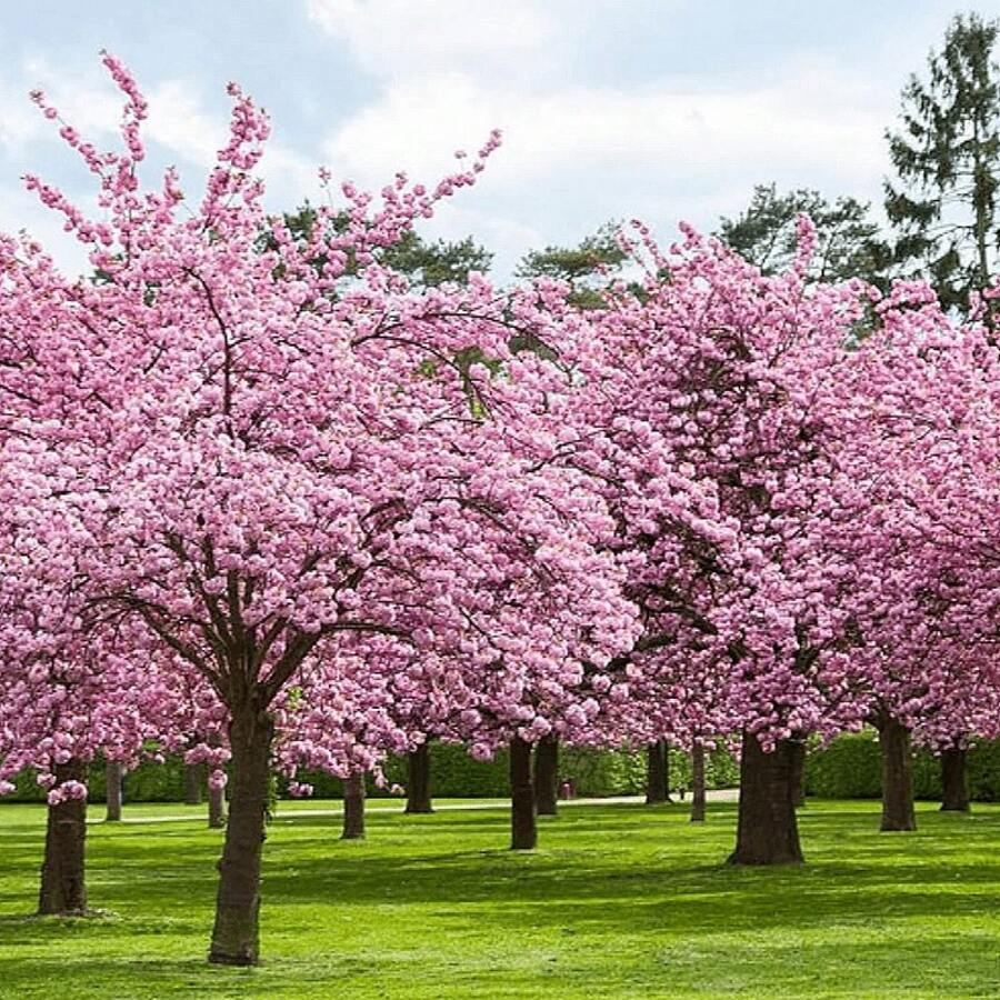 175 piezas de semillas de árbol de cerezo en flor japonés