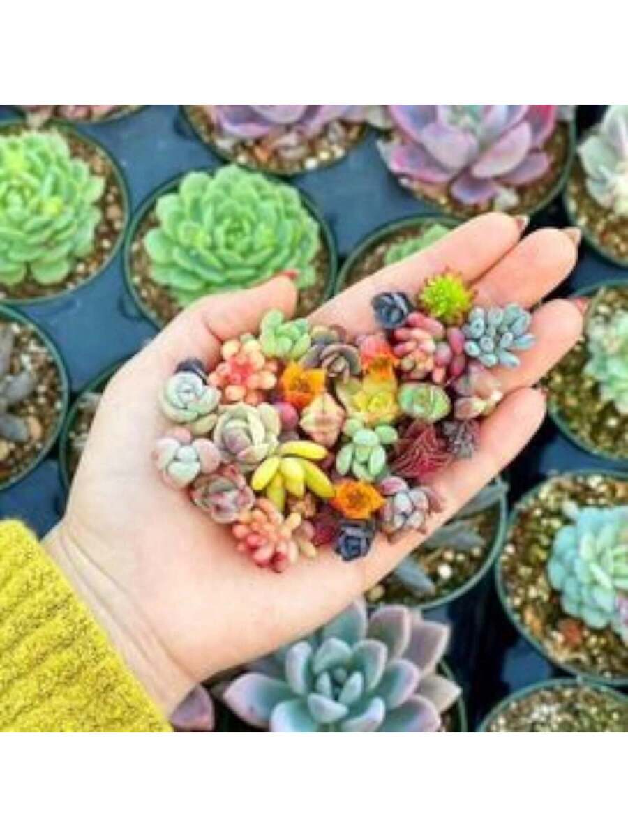 1000 piezas de semillas suculentas mixtas