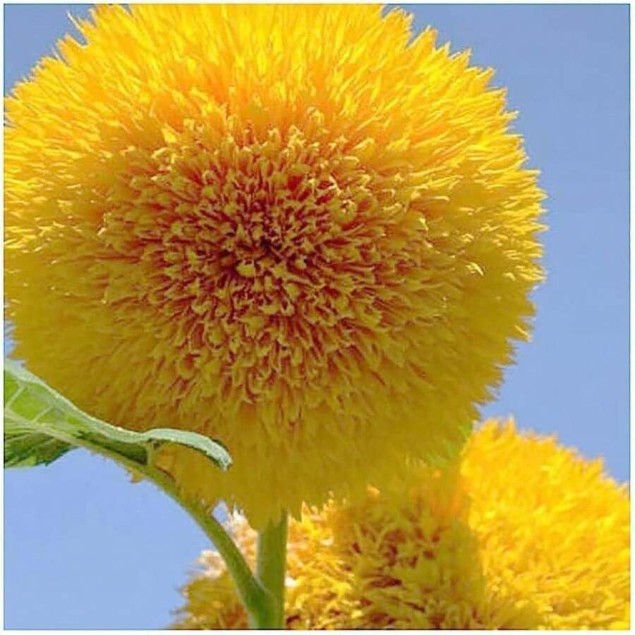 100 piezas de semillas de girasol