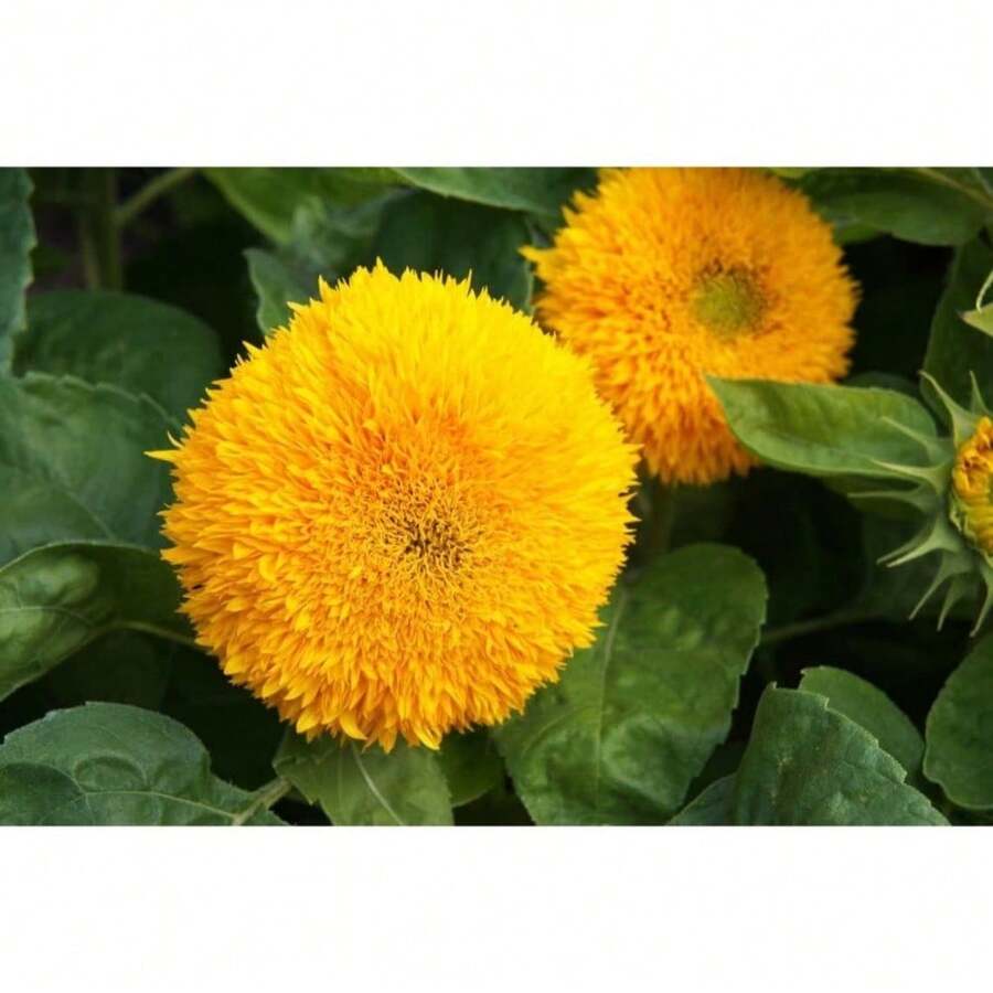 100 piezas de semillas de girasol