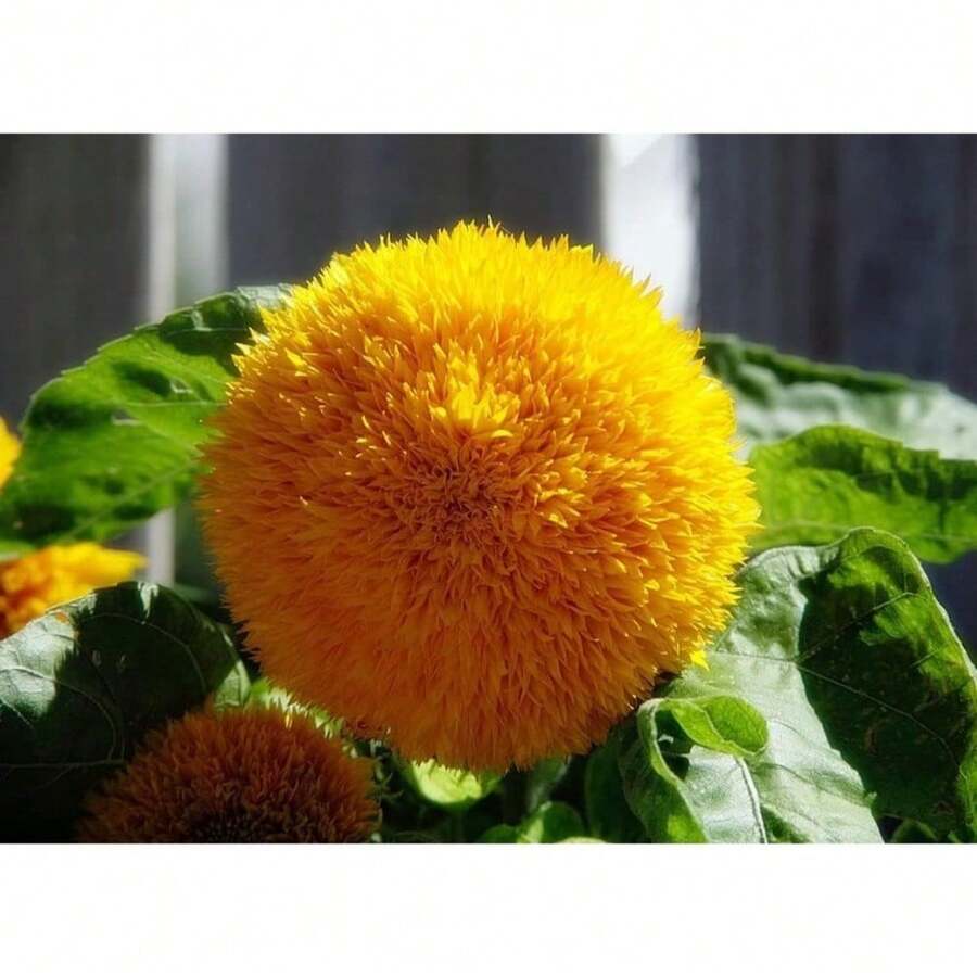 100 piezas de semillas de girasol